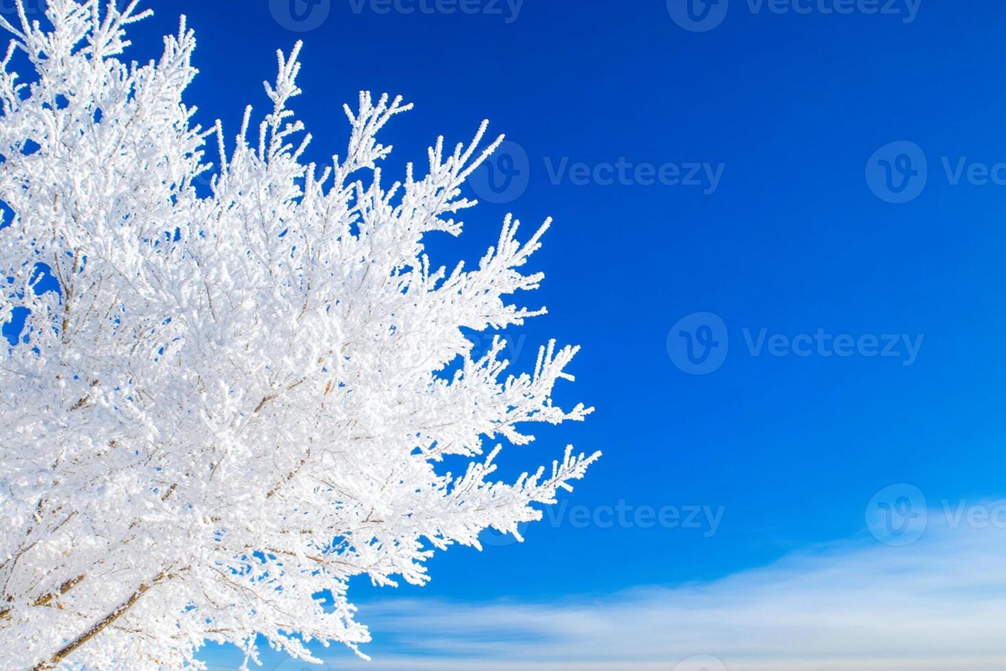 A tree covered in white frost on a blue sky photo
