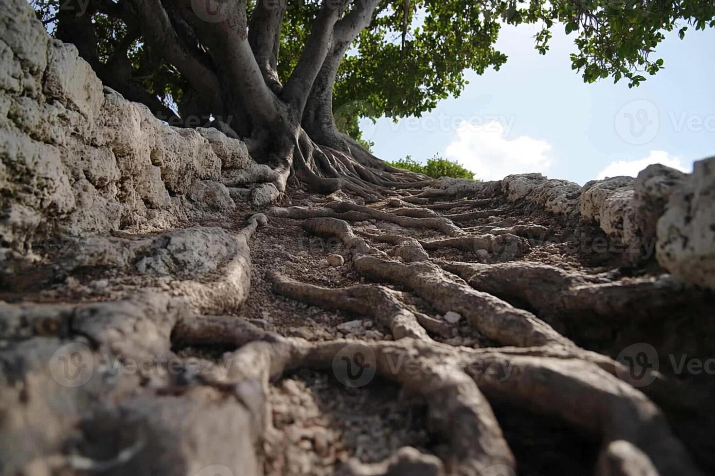 Tree roots growing up a rock wall photo