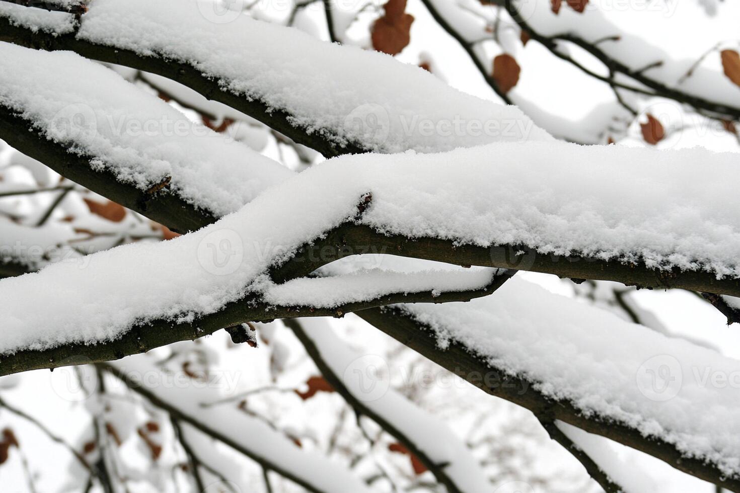 A close up of a tree branch covered in snow photo