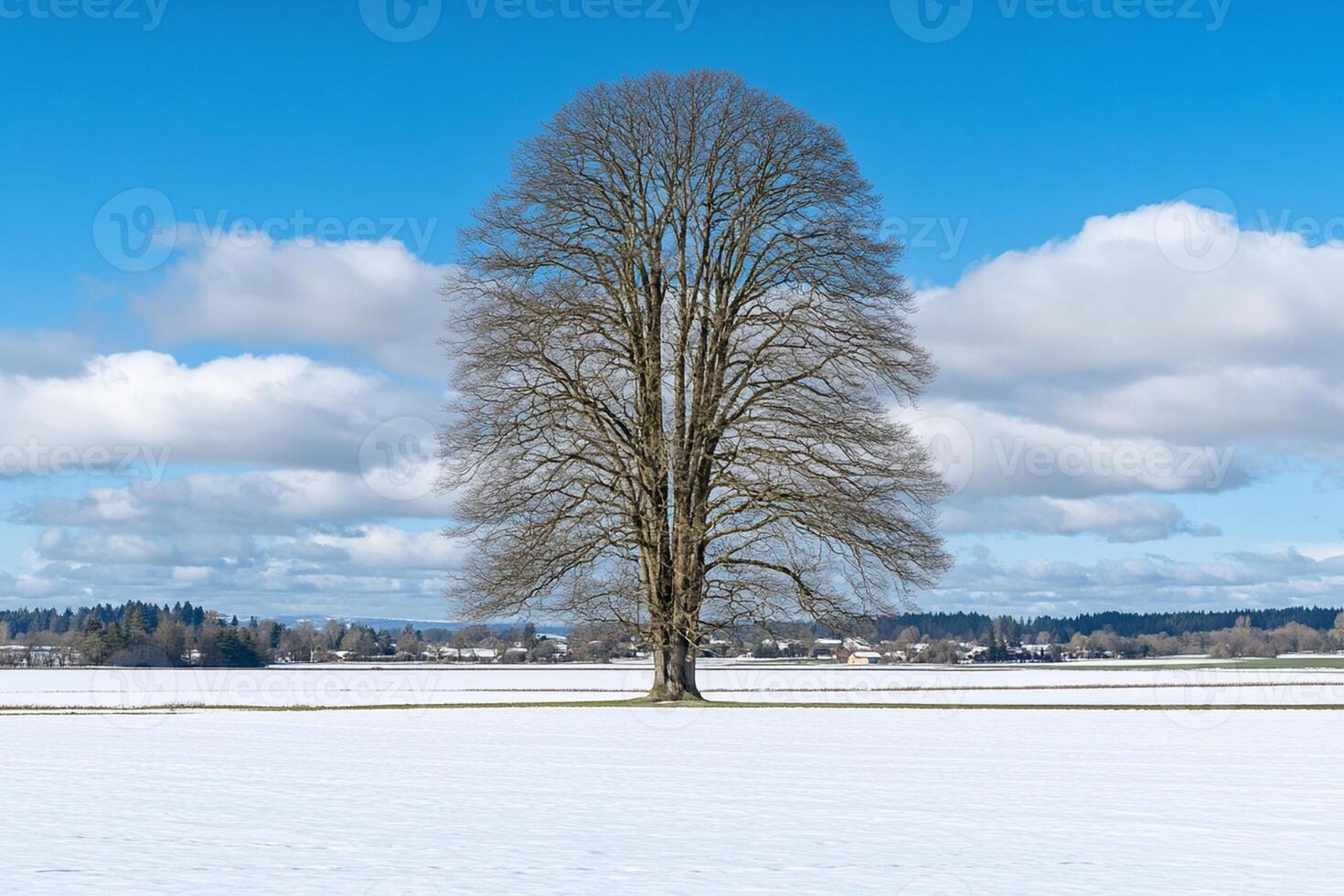 A lone tree in a snow covered field photo