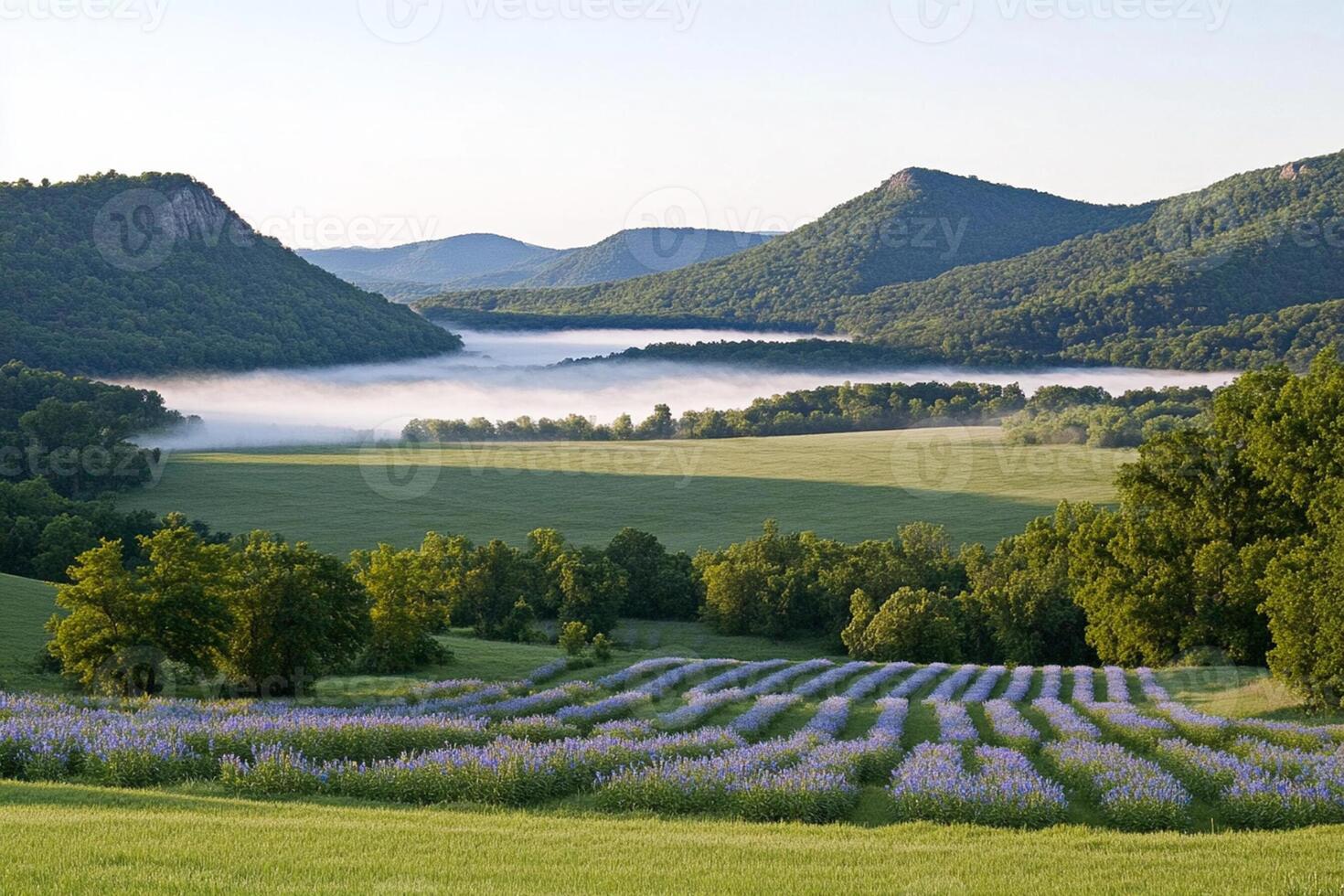 A field of purple flowers photo