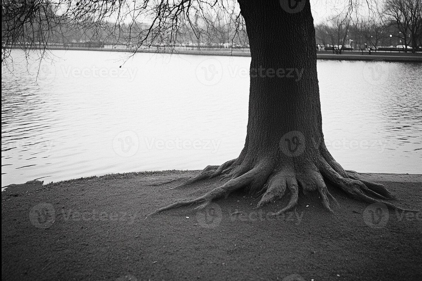 A tree with roots on the ground photo