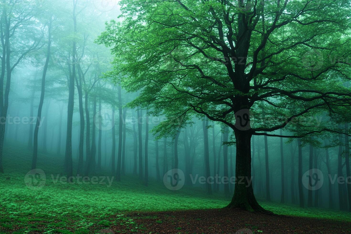 A tree stands alone in a foggy forest photo