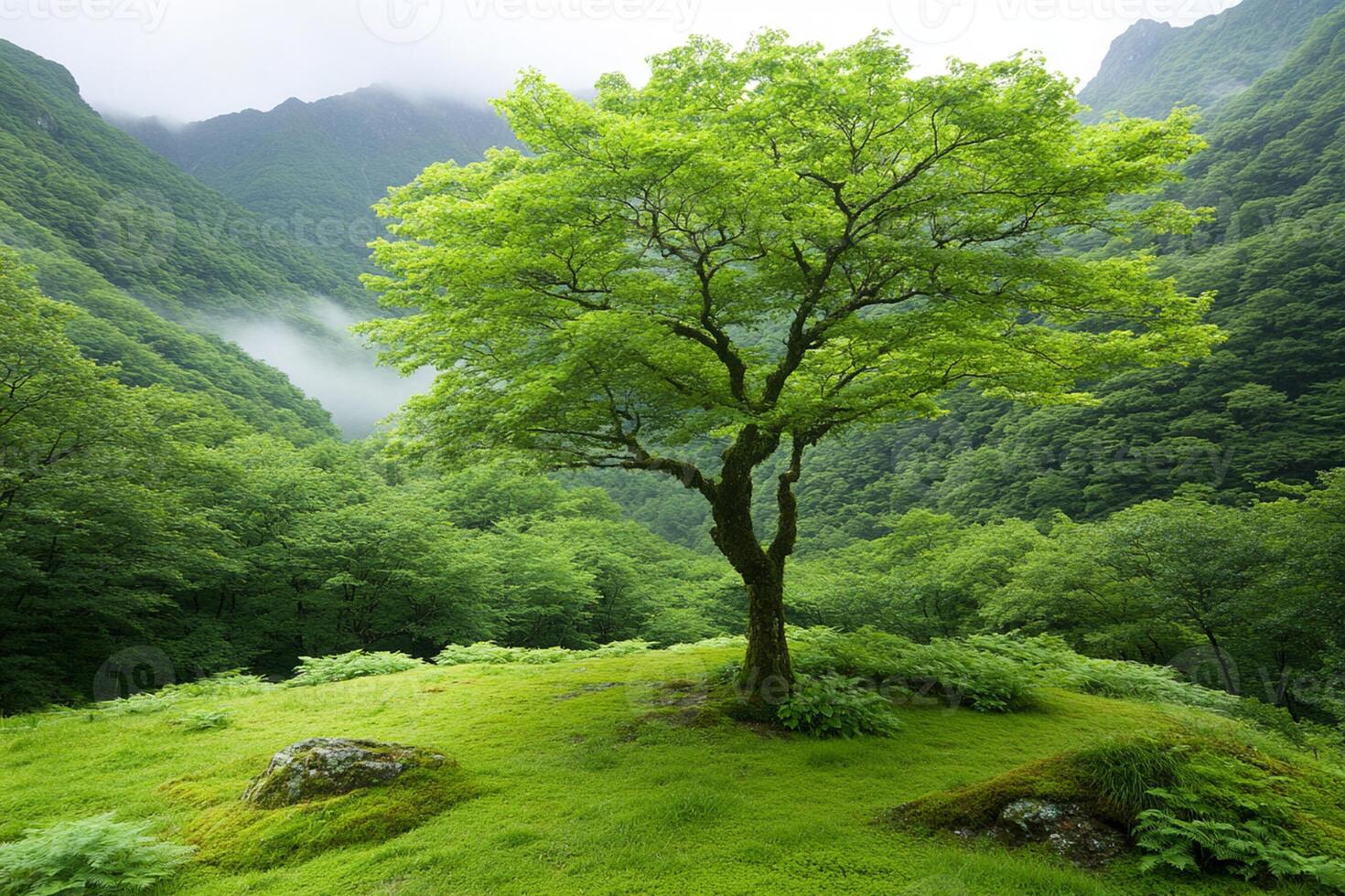 A tree in a green valley photo