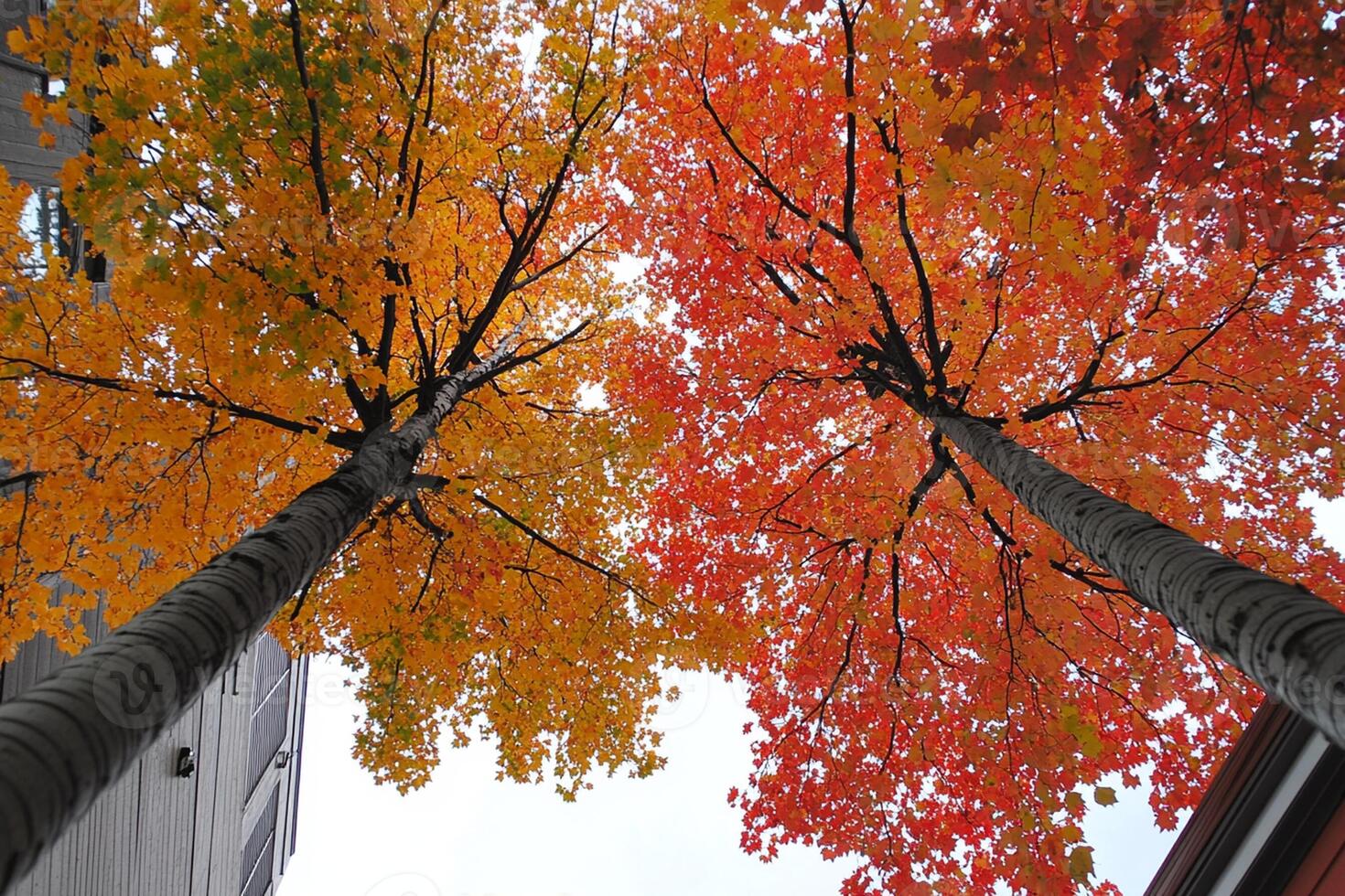 A view of a tree with leaves changing colors photo