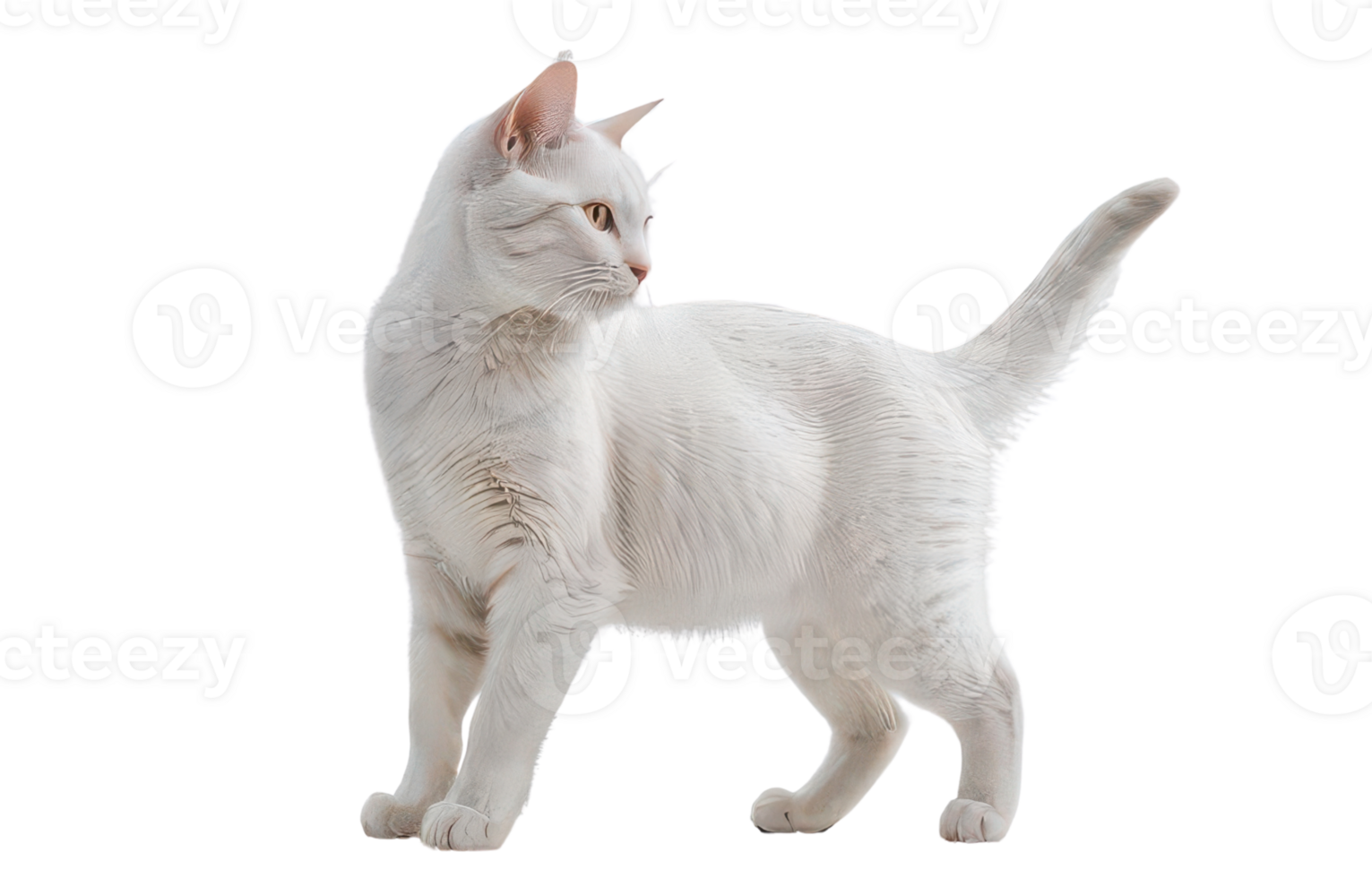 Elegant white cat in profile against a showcasing graceful posture and feline beauty isolated for design and creative projects png