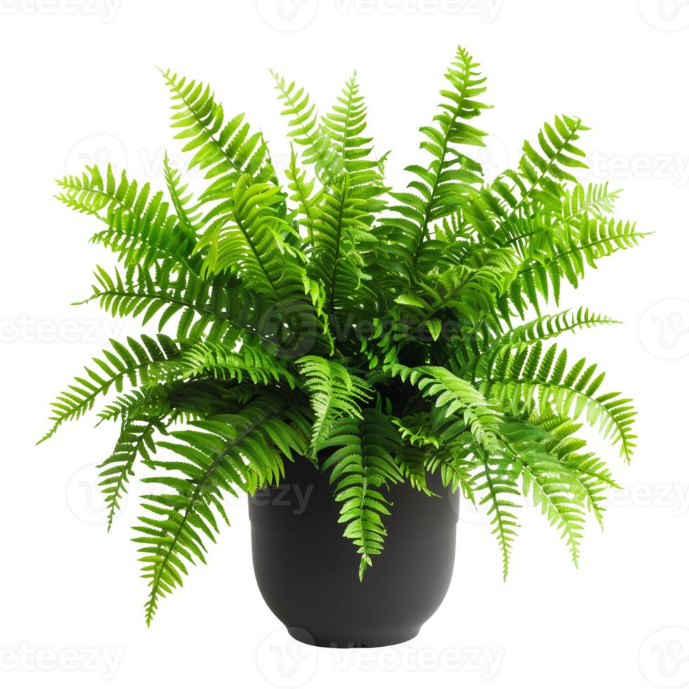 Full View of a Potted Fern on Transparent Background for Design Projects and Nature Themes png