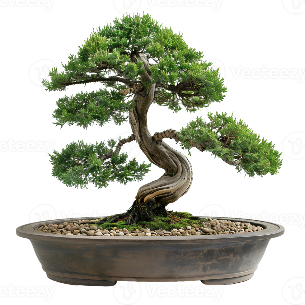 Full View of Potted Bonsai Tree on Transparent Background for Nature and Zen Design Elements png