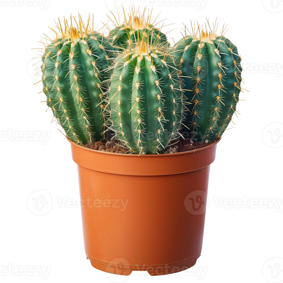 Full View of Potted Cactus on Transparent Background Showcasing Greenery and Spiky Texture in Isolated Format for Design Use png