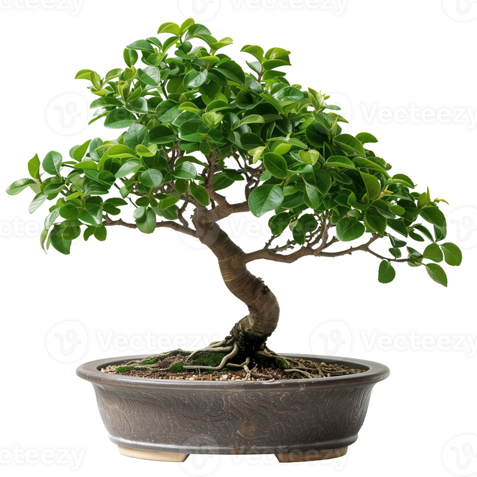 Full View of Potted Bonsai Tree on Transparent Background Isolated for Nature and Gardening Design Projects png