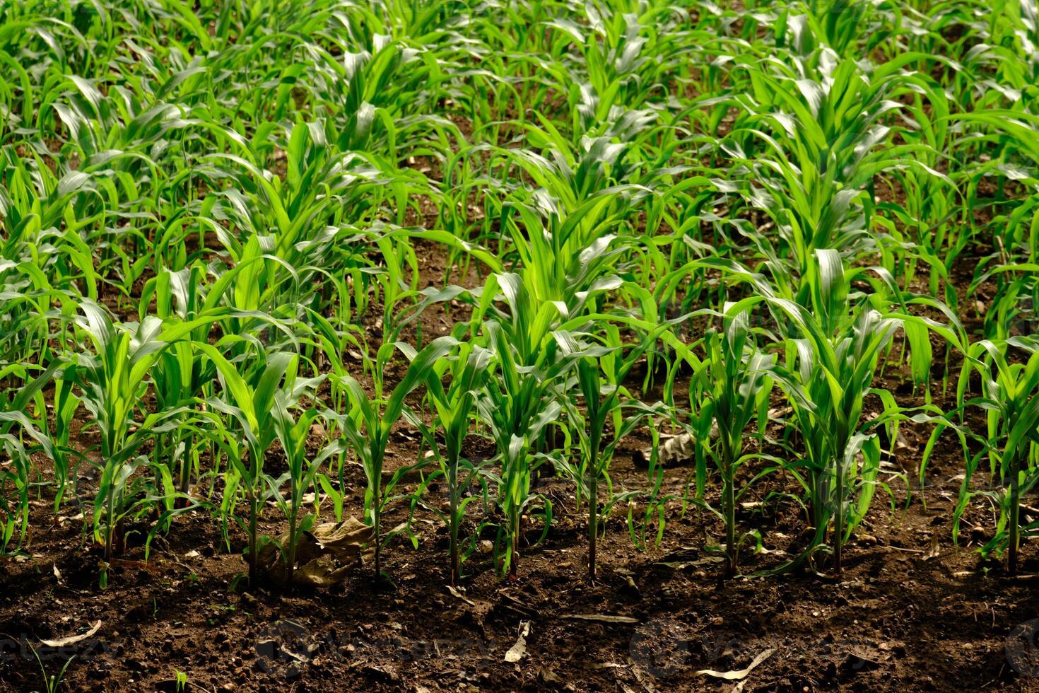 Animal feed corn cultivation in Thailand. photo