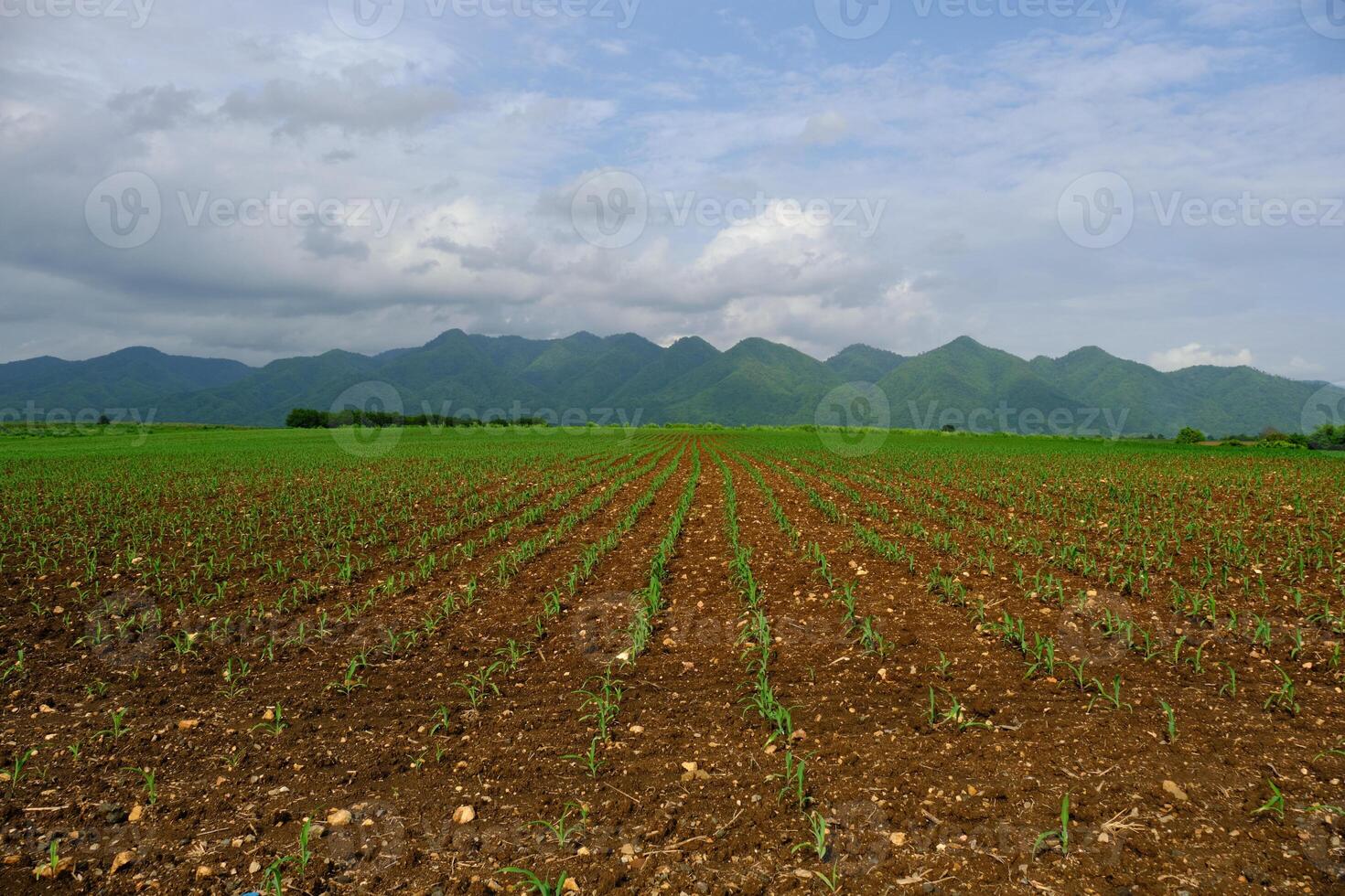 Animal feed corn cultivation in Thailand photo