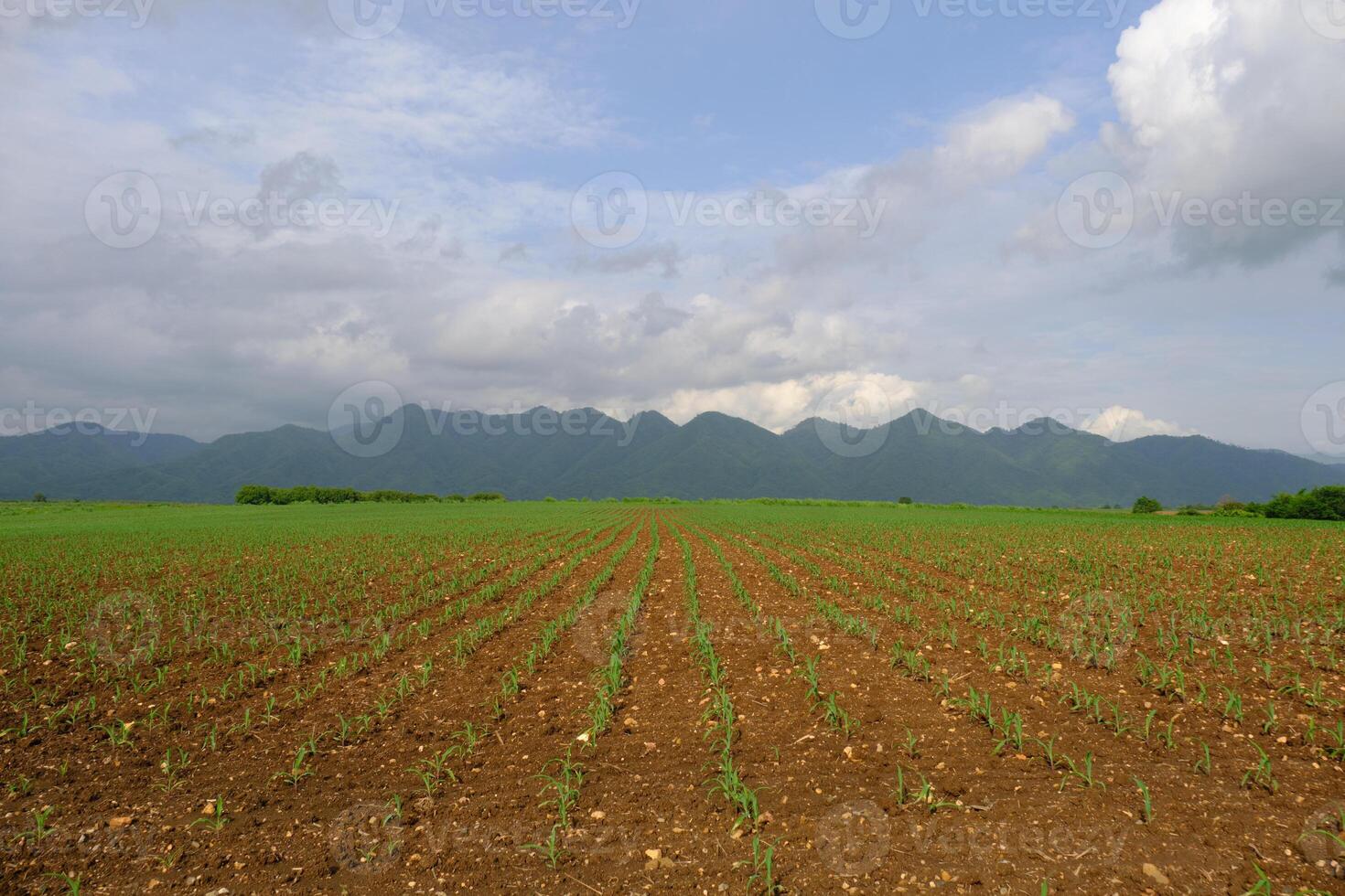 Animal feed corn cultivation photo