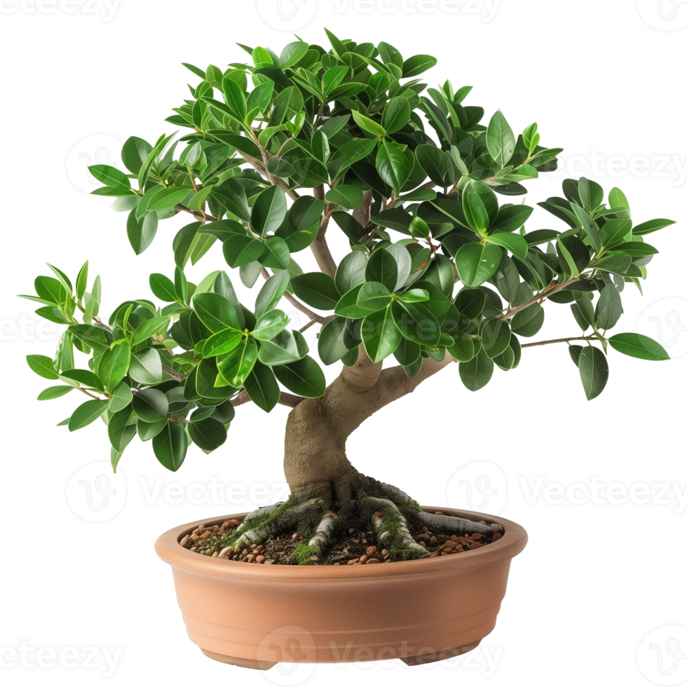 Full View of Small Potted Bonsai Tree on Transparent Background for Nature and Gardening Design Concepts png