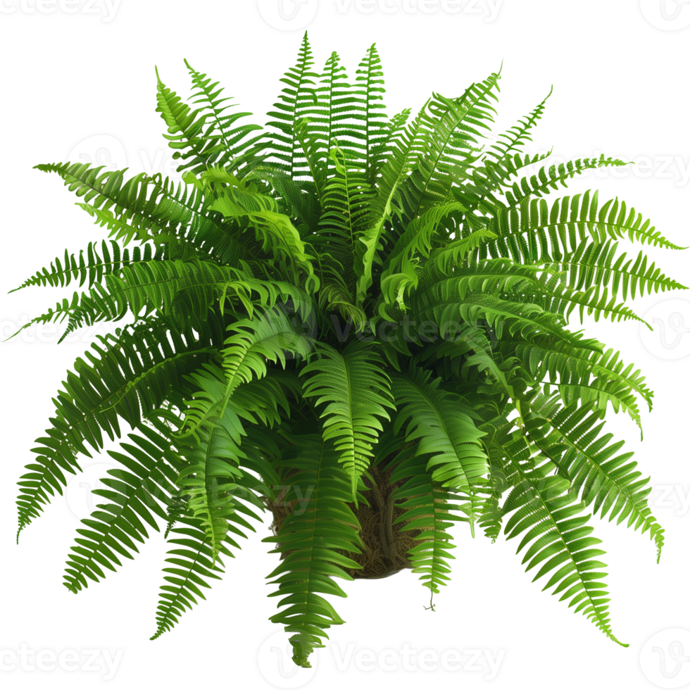 Full View of Lush Green Potted Fern on Transparent Background Isolated for Versatile Use in Design and Nature Themes png