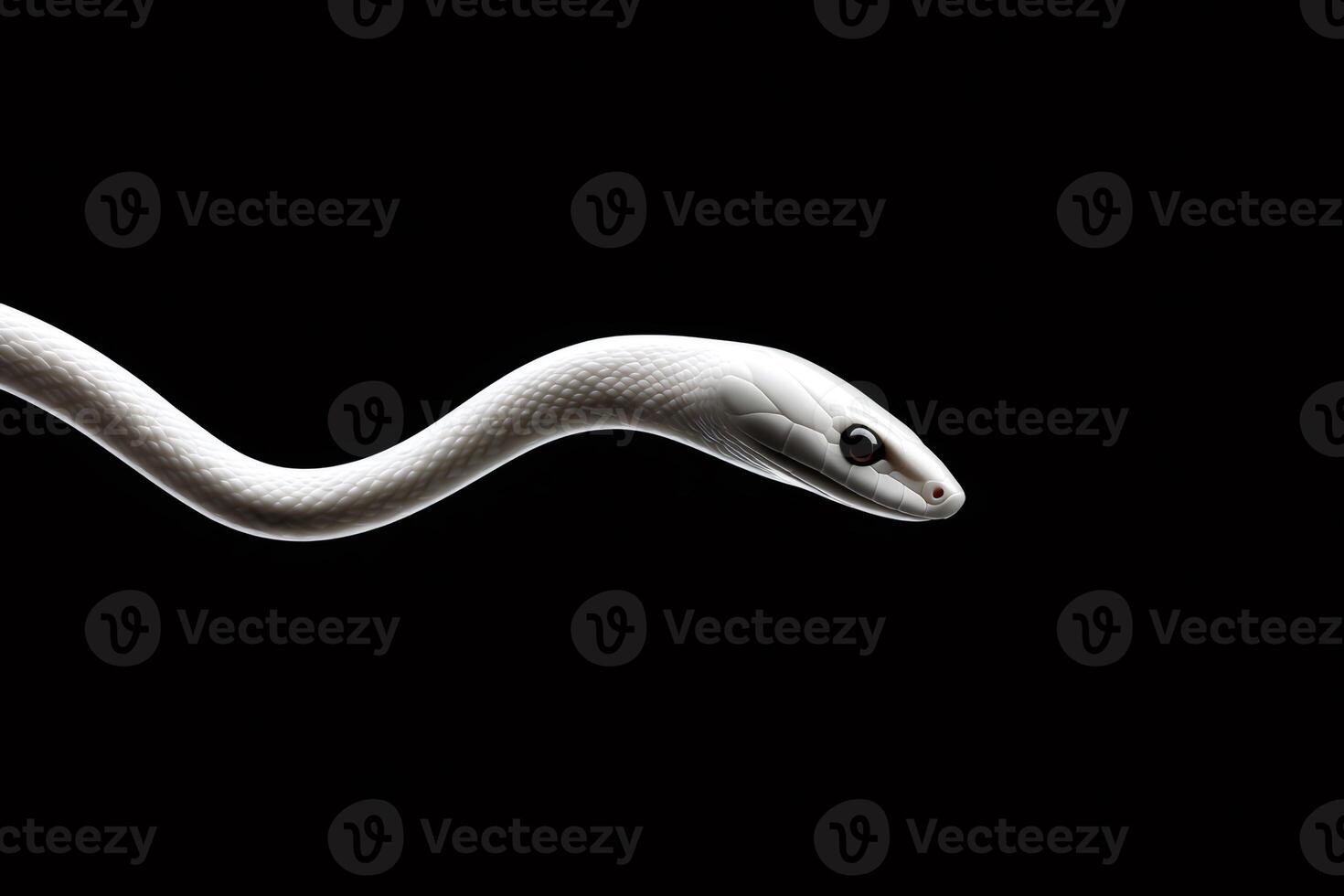 White snake slithering in the dark, reptile elegance and mystery photo