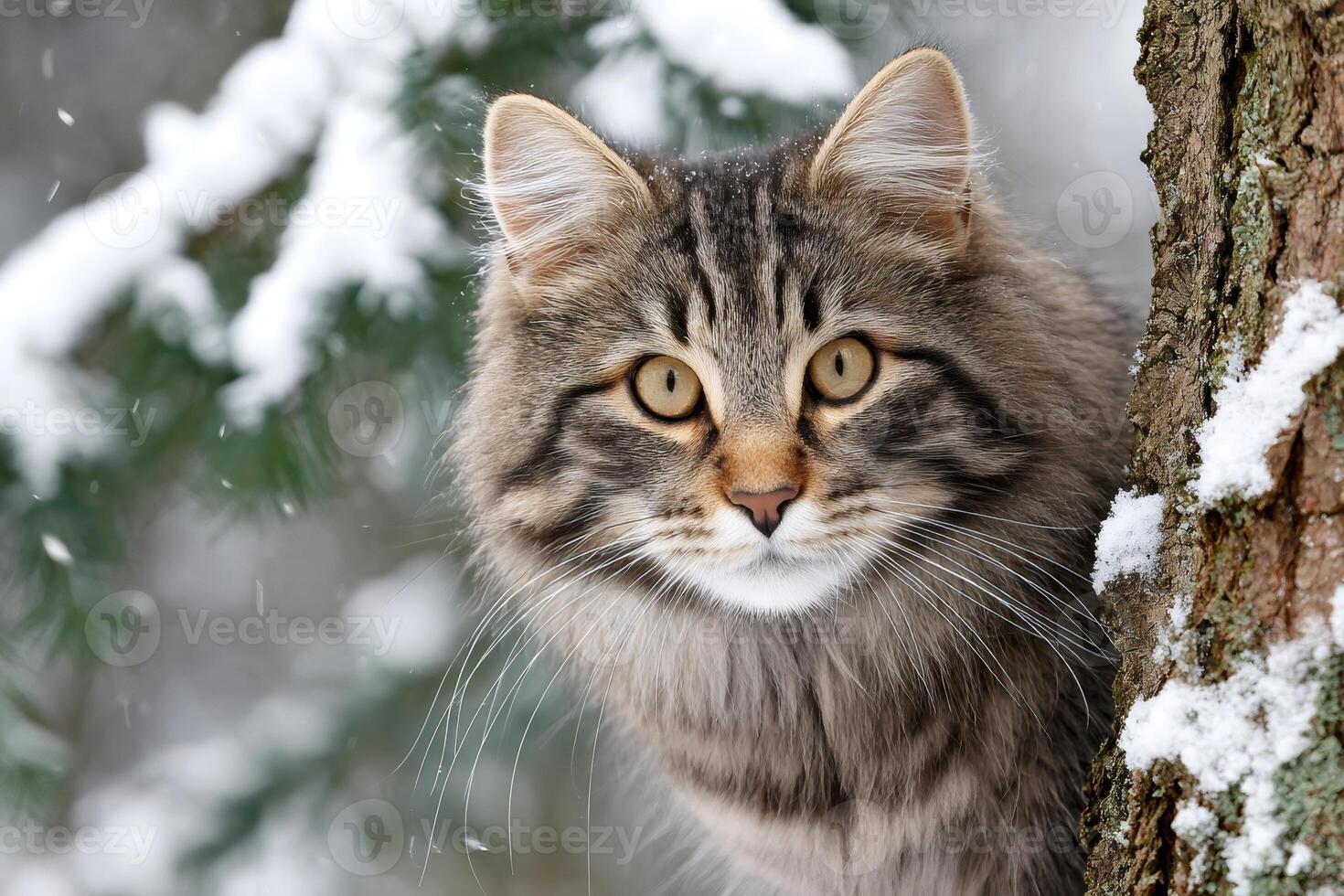 Curious cat hiding behind tree in snowy forest photo