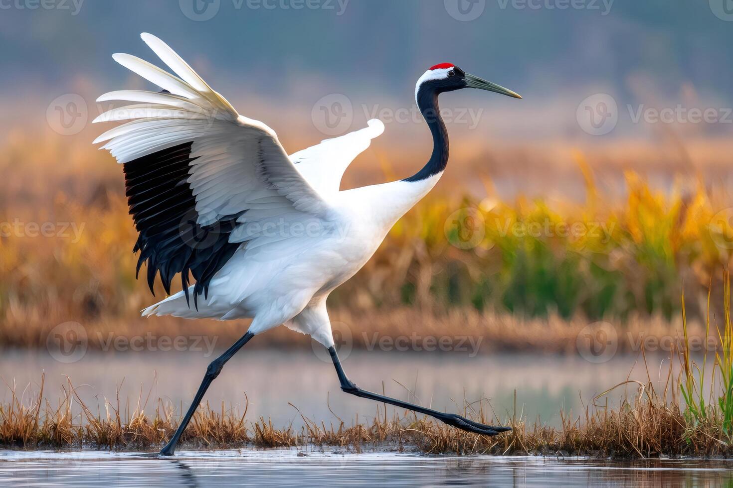 Red crowned crane running with open wings in marshland photo