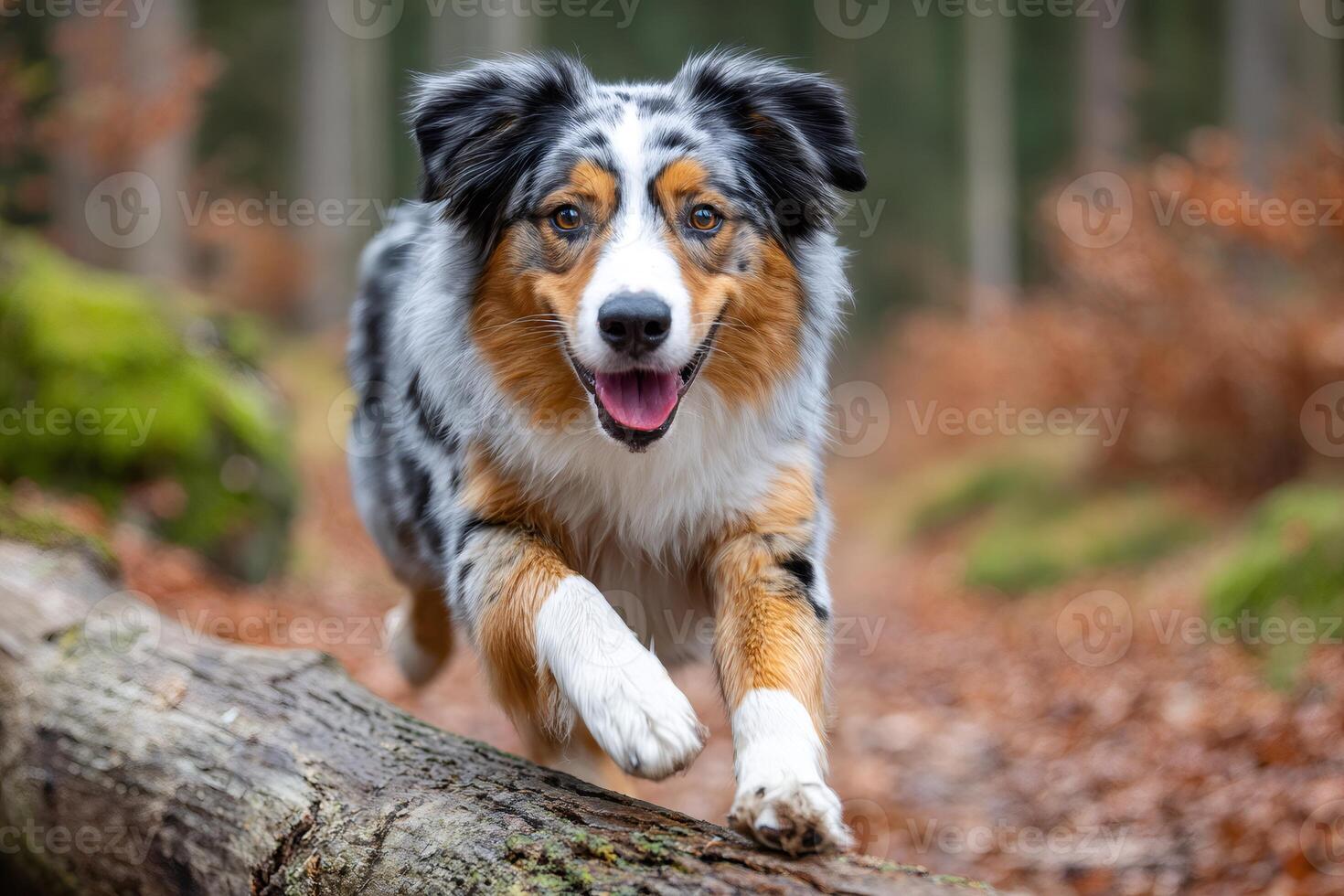 Australian shepherd running on a log in the forest photo