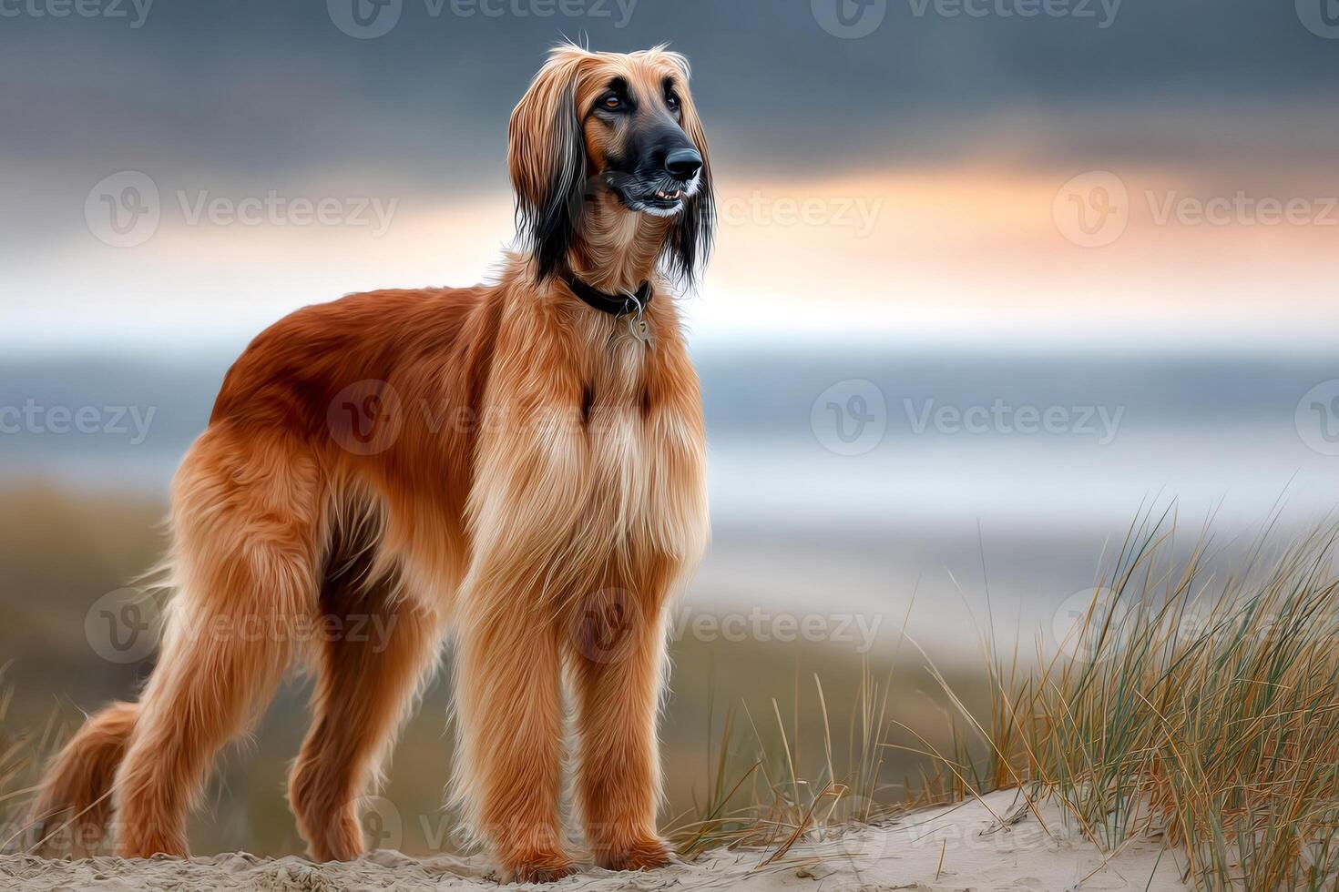 Afghan hound standing on a sandy beach at sunset photo