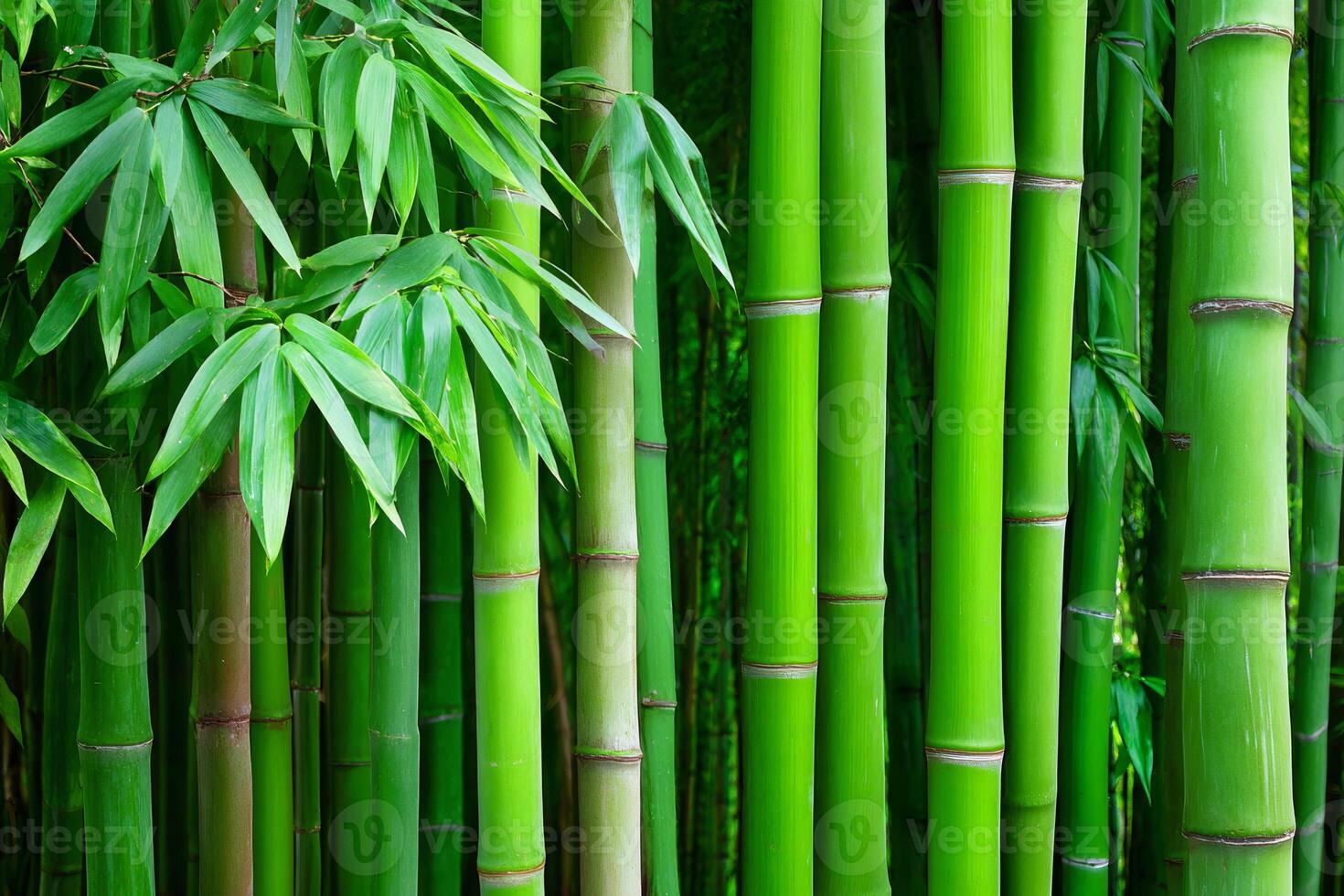 Green bamboo stalks growing in dense forest creating relaxing atmosphere. ... photo