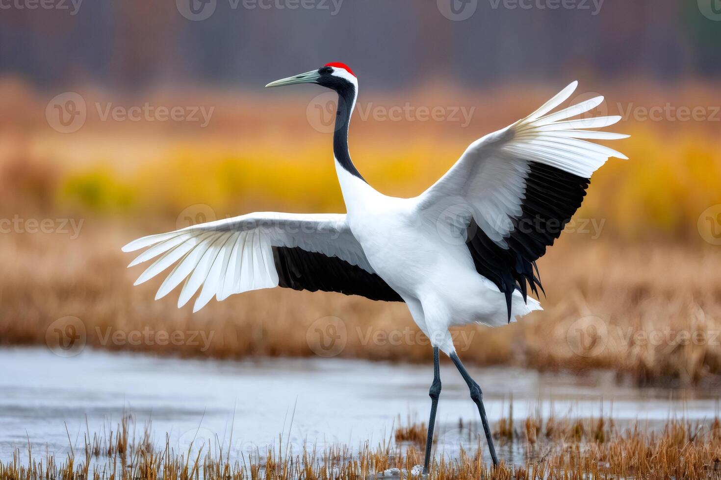 Red crowned crane opening wings in natural habitat photo