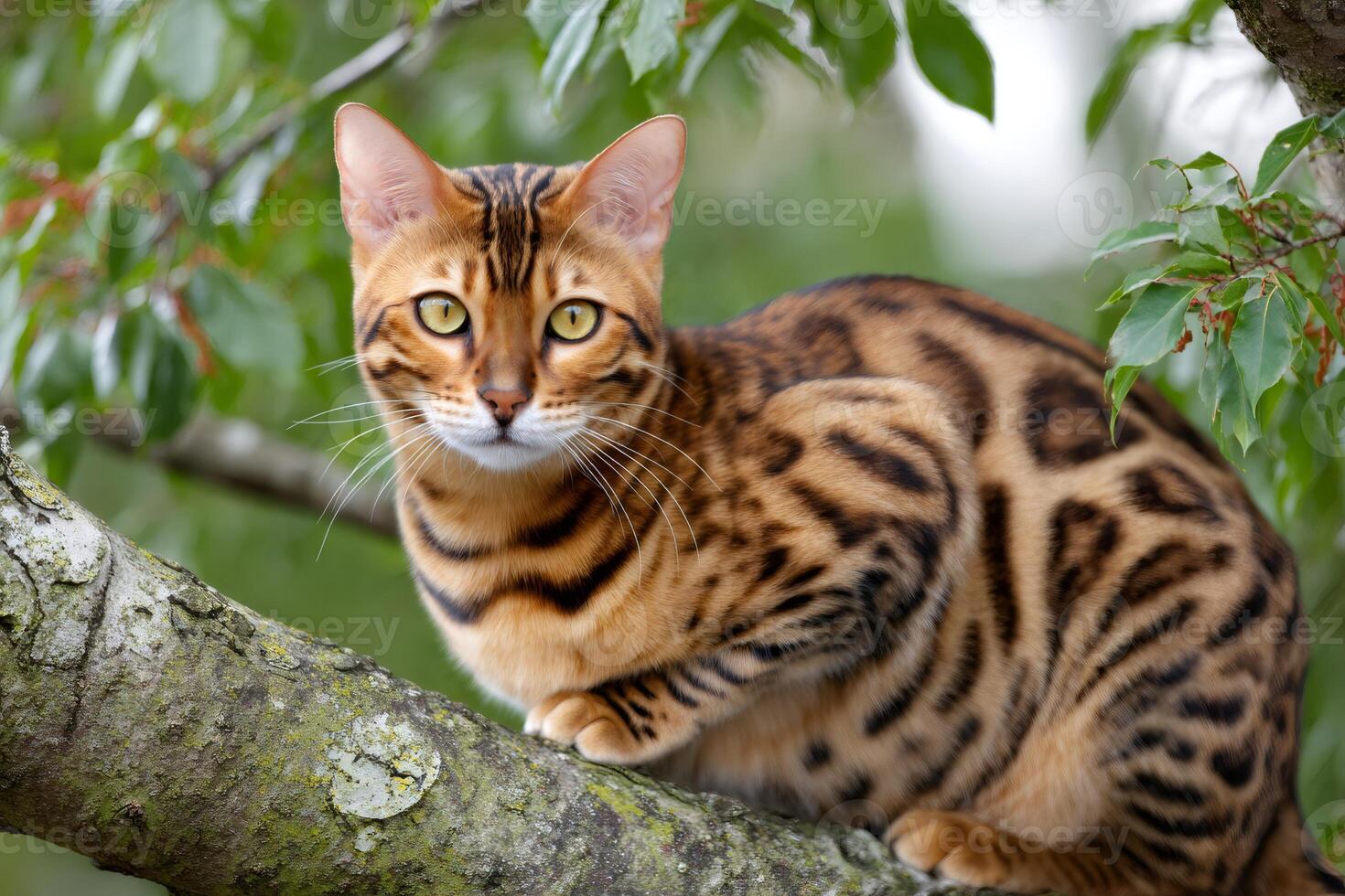 Bengal cat relaxing on tree branch in lush green garden photo