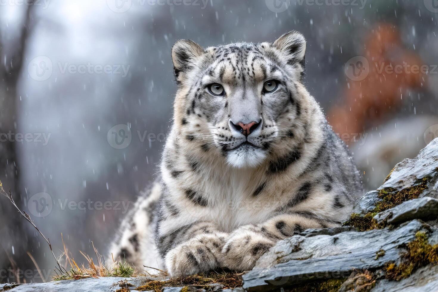 Snow leopard resting on rocks during snowfall photo