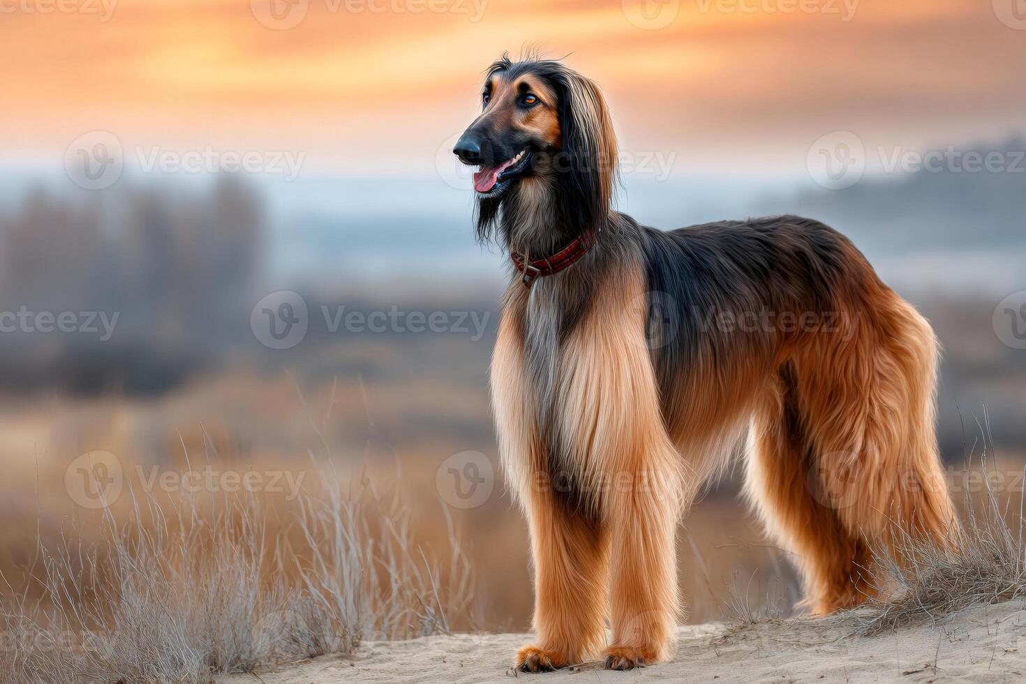 Afghan hound standing in a field at sunset, enjoying the golden light photo