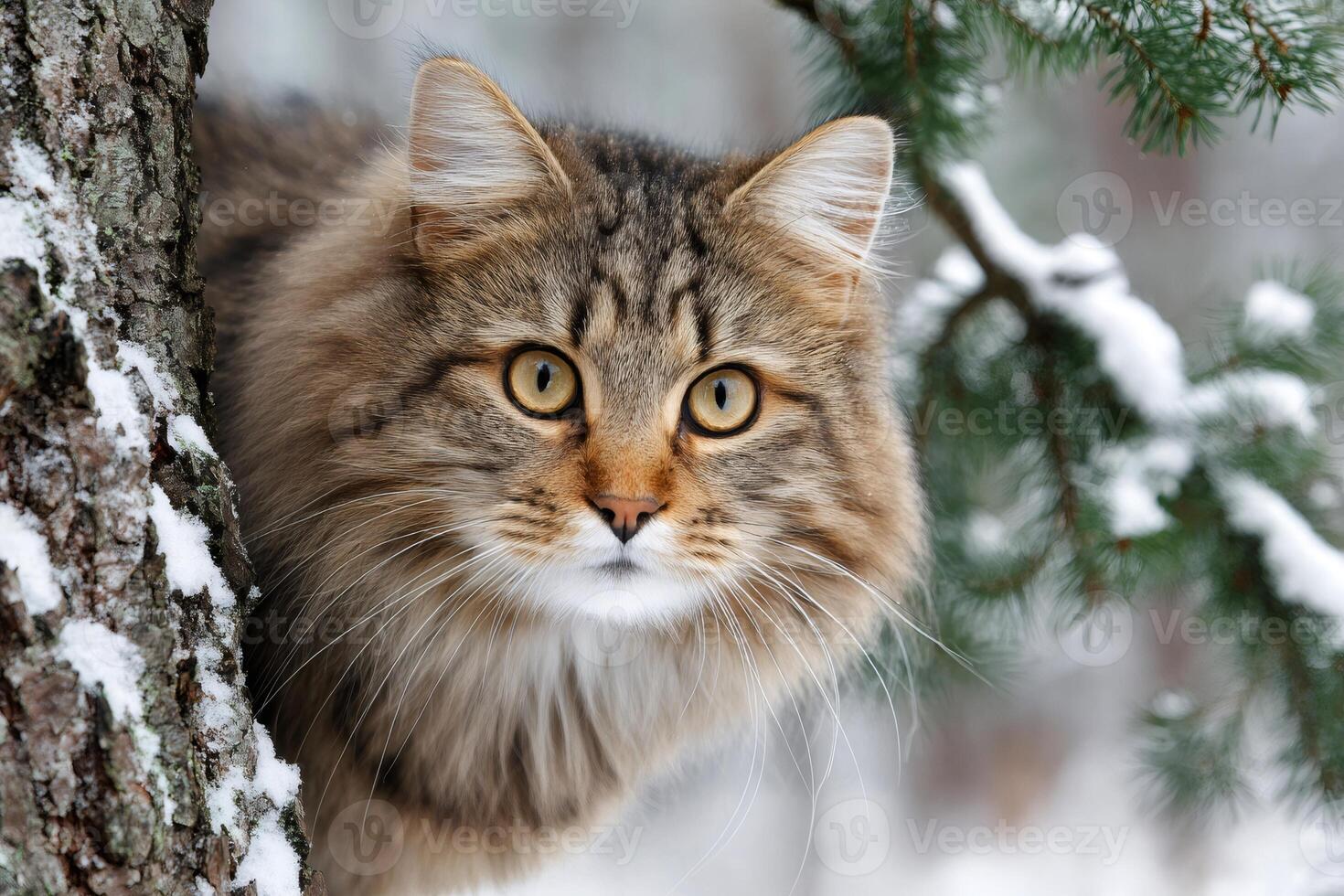 Portrait of siberian cat peeking out from behind tree in snowy forest photo