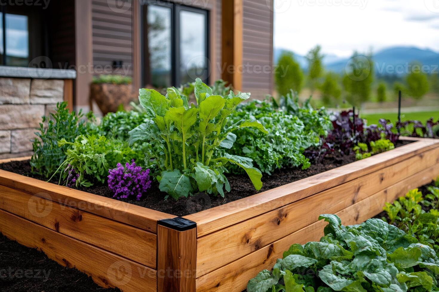 Wooden raised garden bed growing fresh vegetables and herbs photo