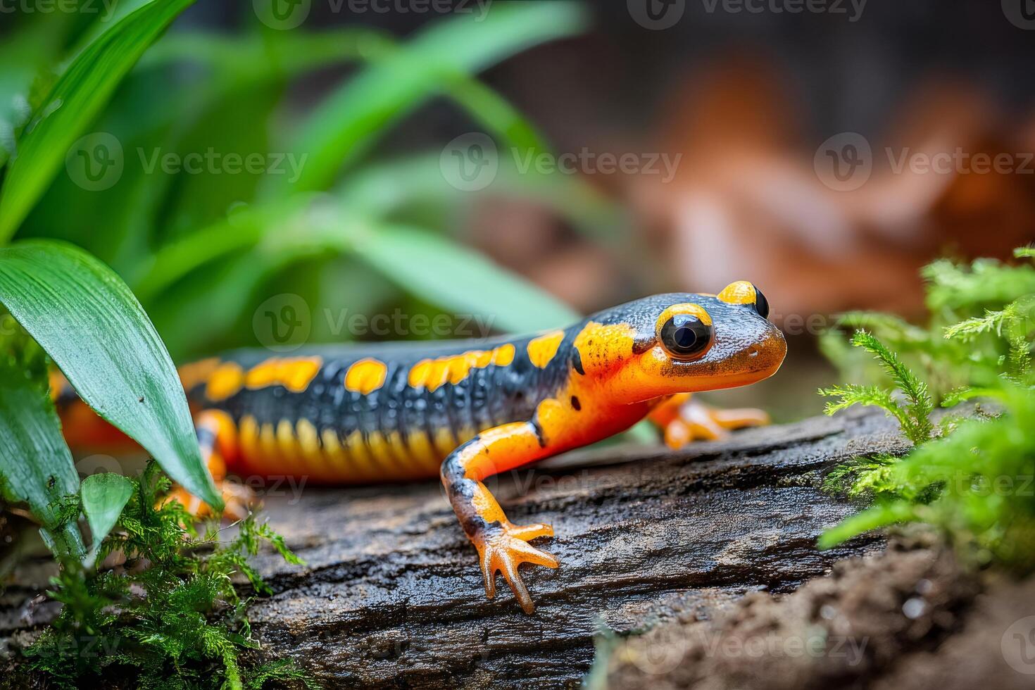 Fire salamander exploring mossy log in lush habitat photo
