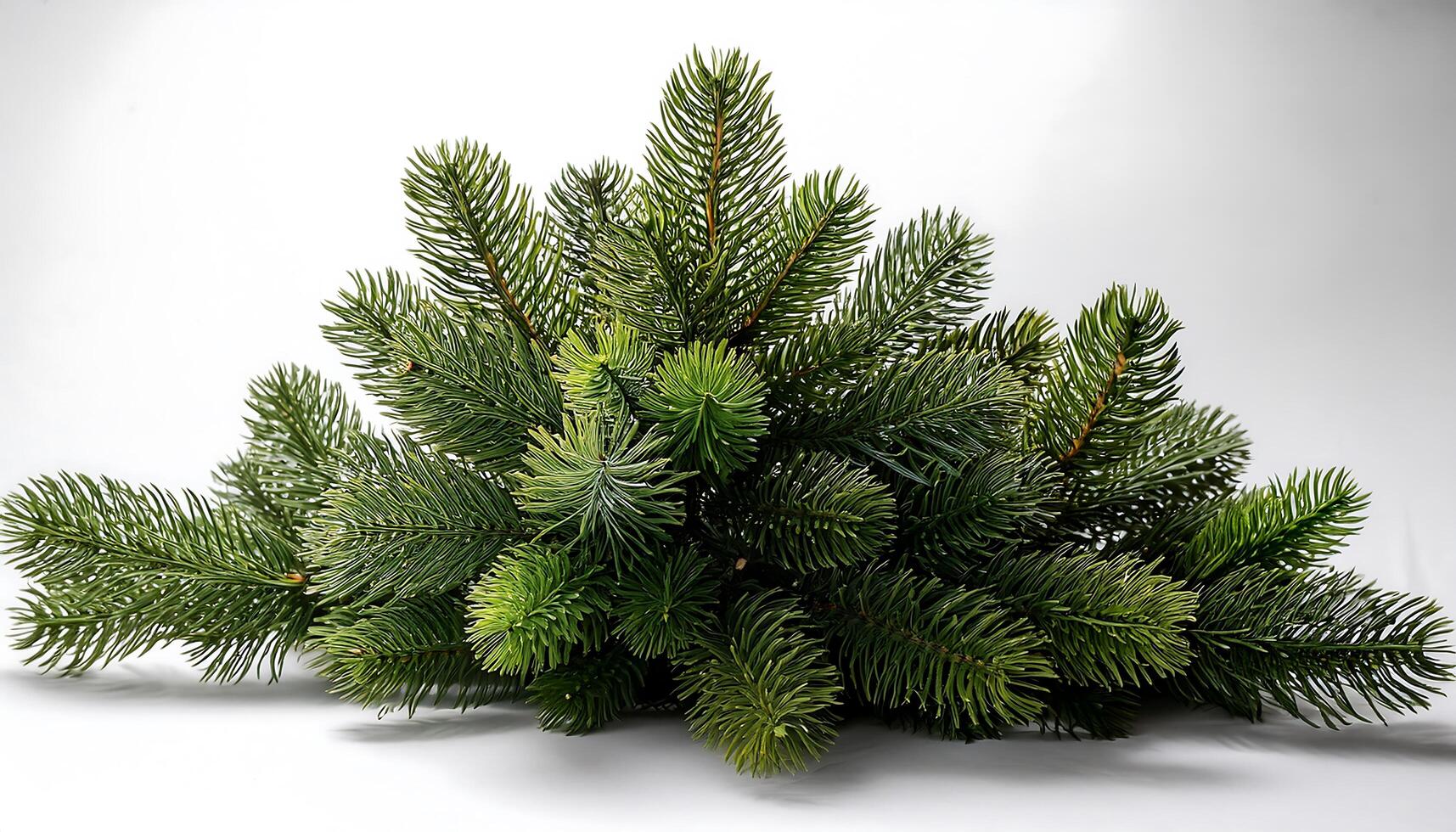 A small fir tree is shown on a white background photo