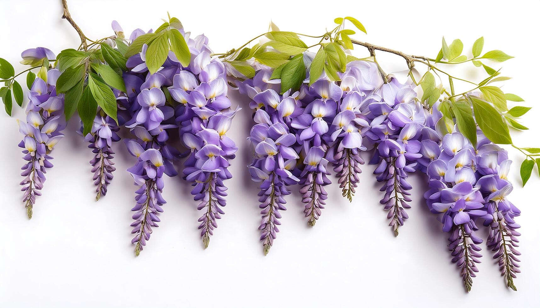 Purple wisteria flowers on a white background photo