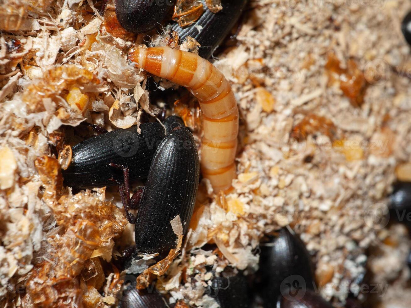 Darkling Beetles And Mealworm Larva Thrive On Dry Food photo