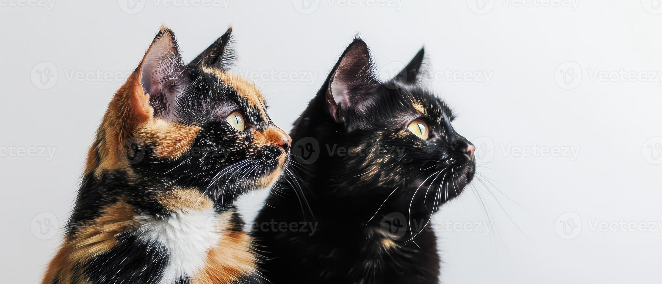 Two curious cats exploring their world photo