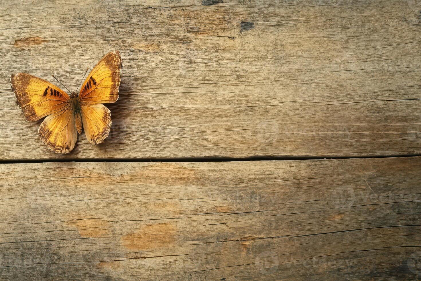 Butterfly on wood in natural light photo