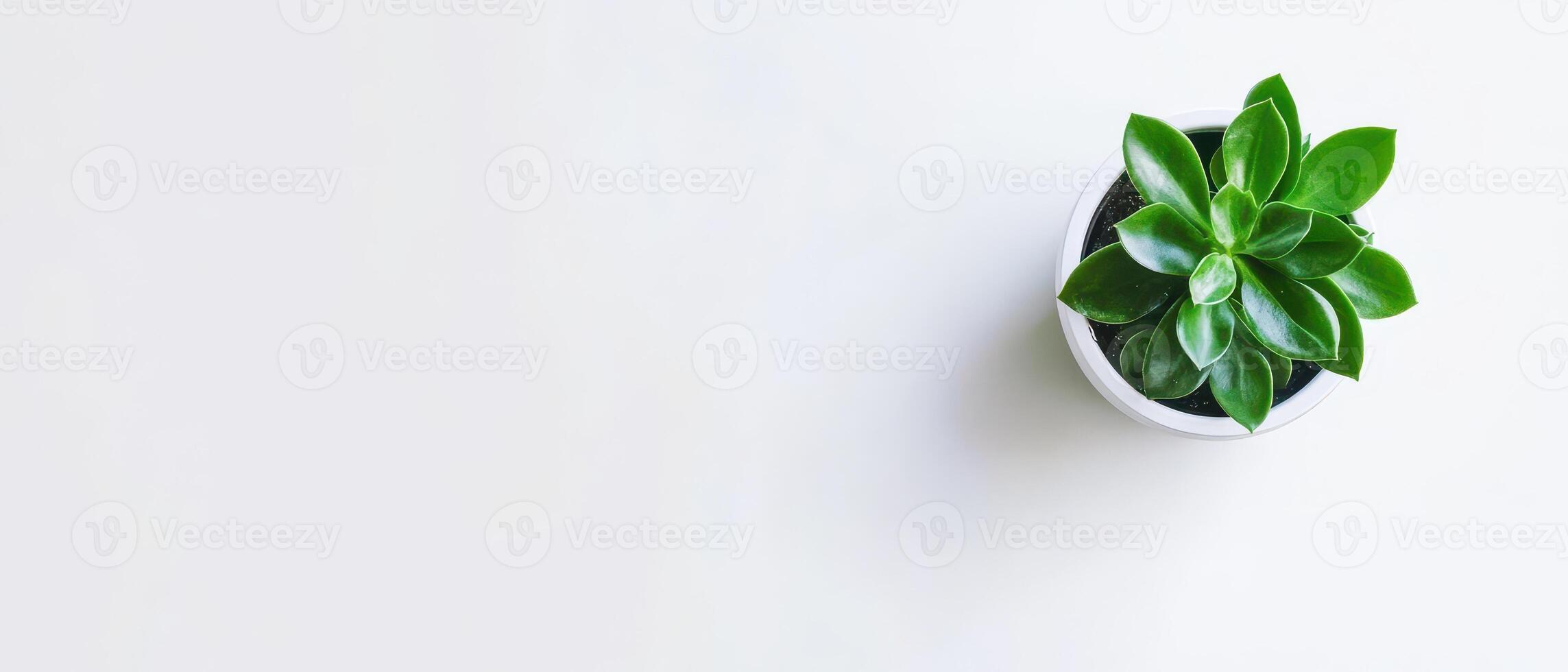 Minimalist pot with indoor succulent photo