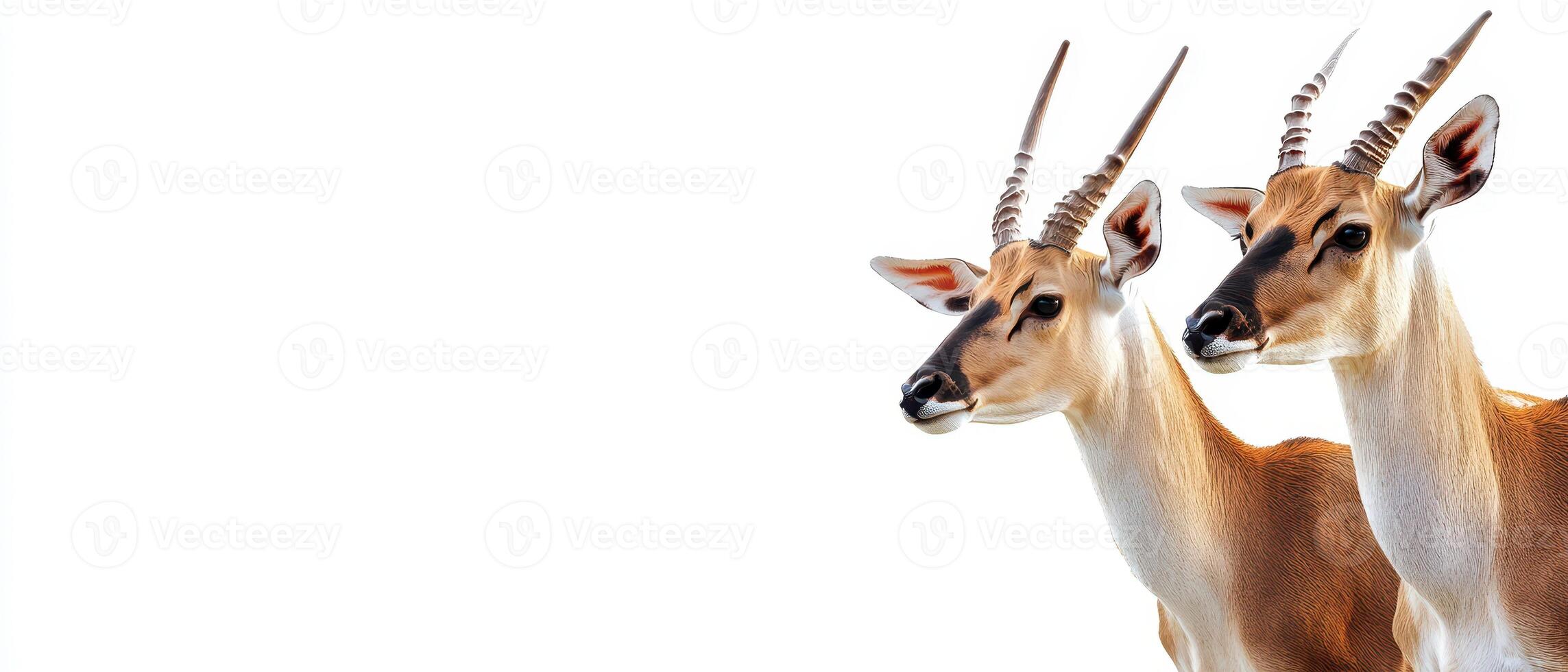 Two graceful antelopes standing side by side photo