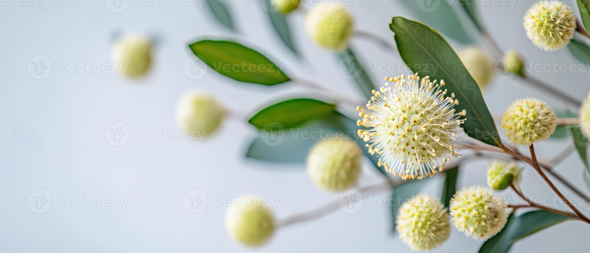 Beautiful bouquet of soft green floral blooms photo