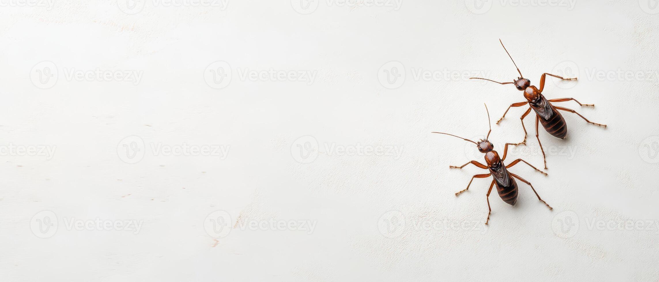 Ants exploring a clean surface in bright light photo
