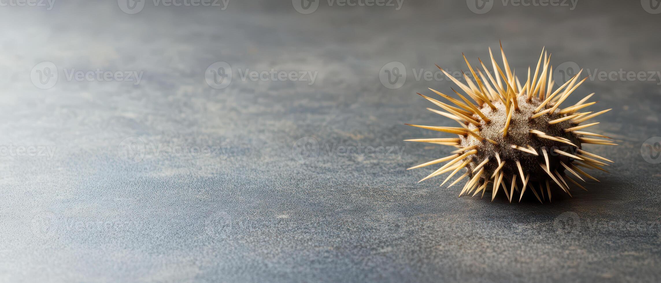 Spiky sea urchin on a textured surface in a studio photo