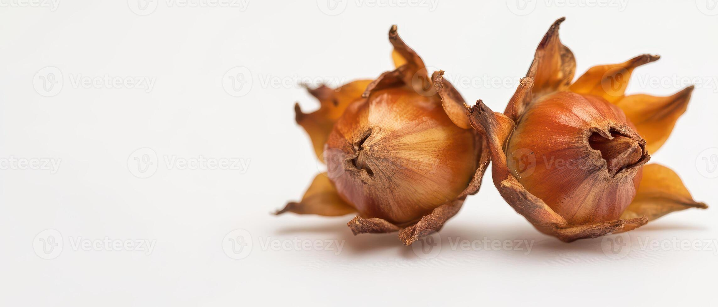 Natural seed pods on white background photo