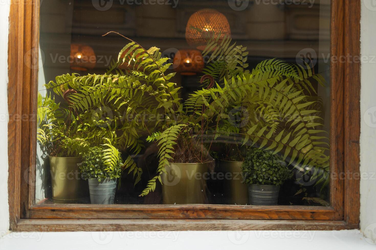 Potted Ferns Behind a Window Glass in Urban Cafe photo