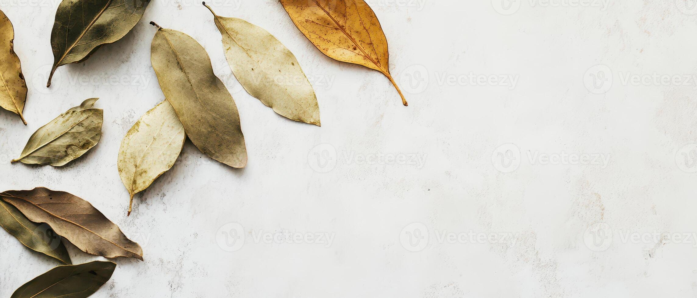Various dried leaves arranged on a surface photo