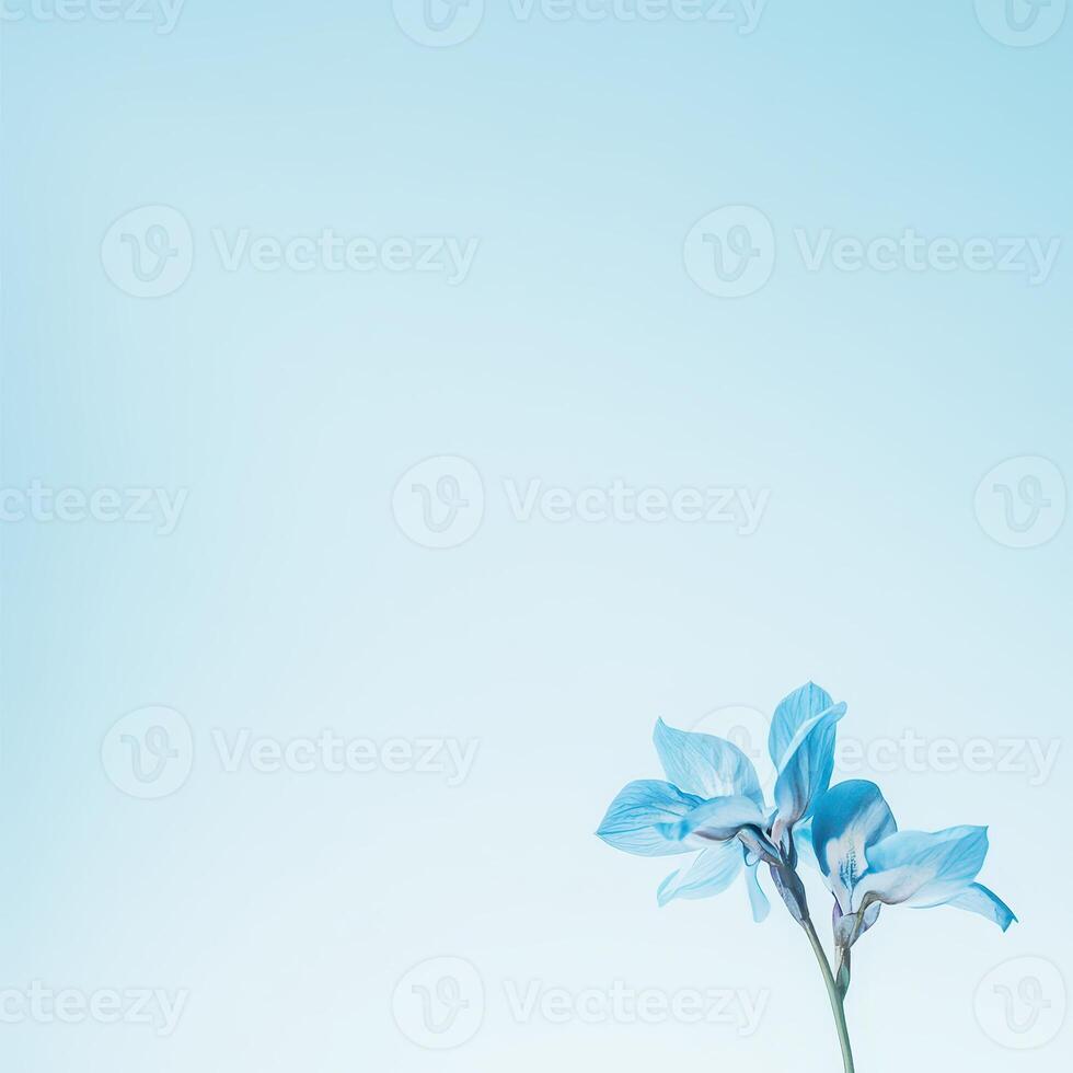 Delicate blue flower against soft sky backdrop photo
