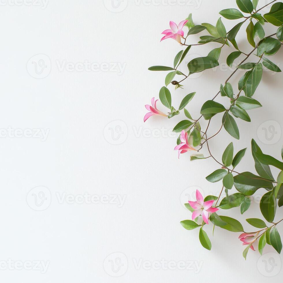 Pink flowers on green vines white background photo