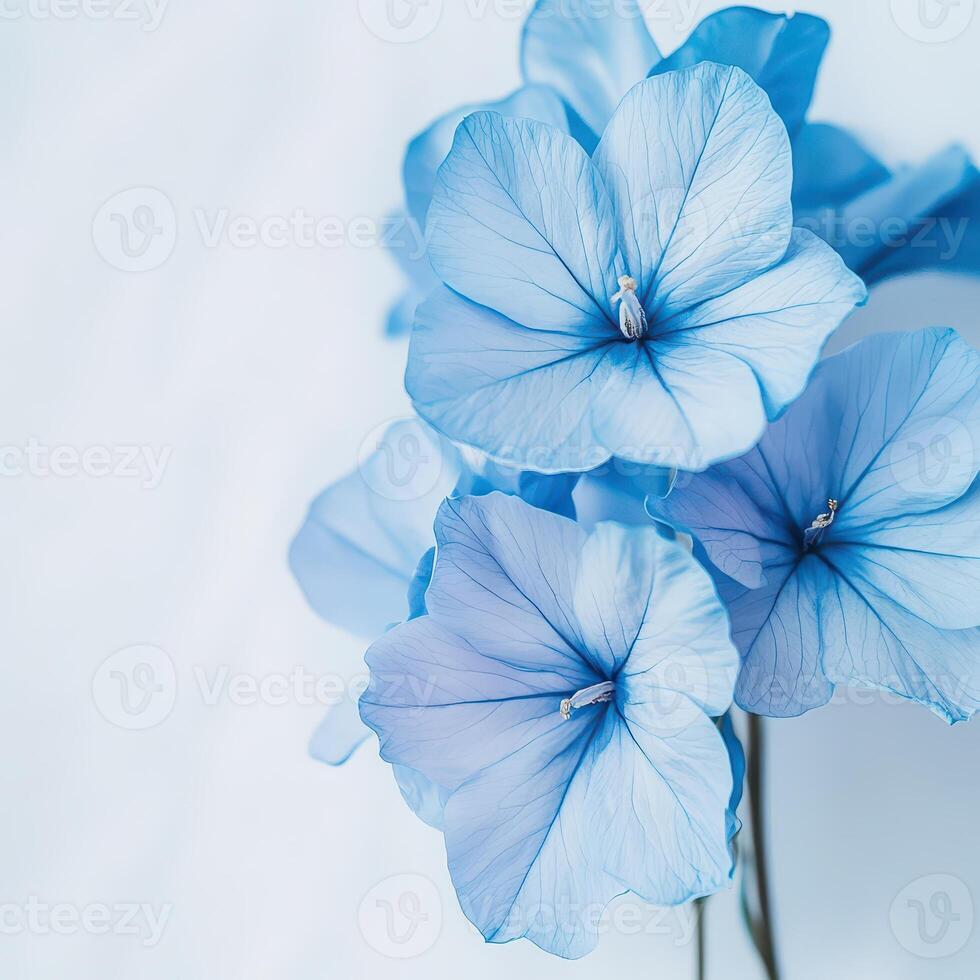 Blue flowers on a light backdrop photo