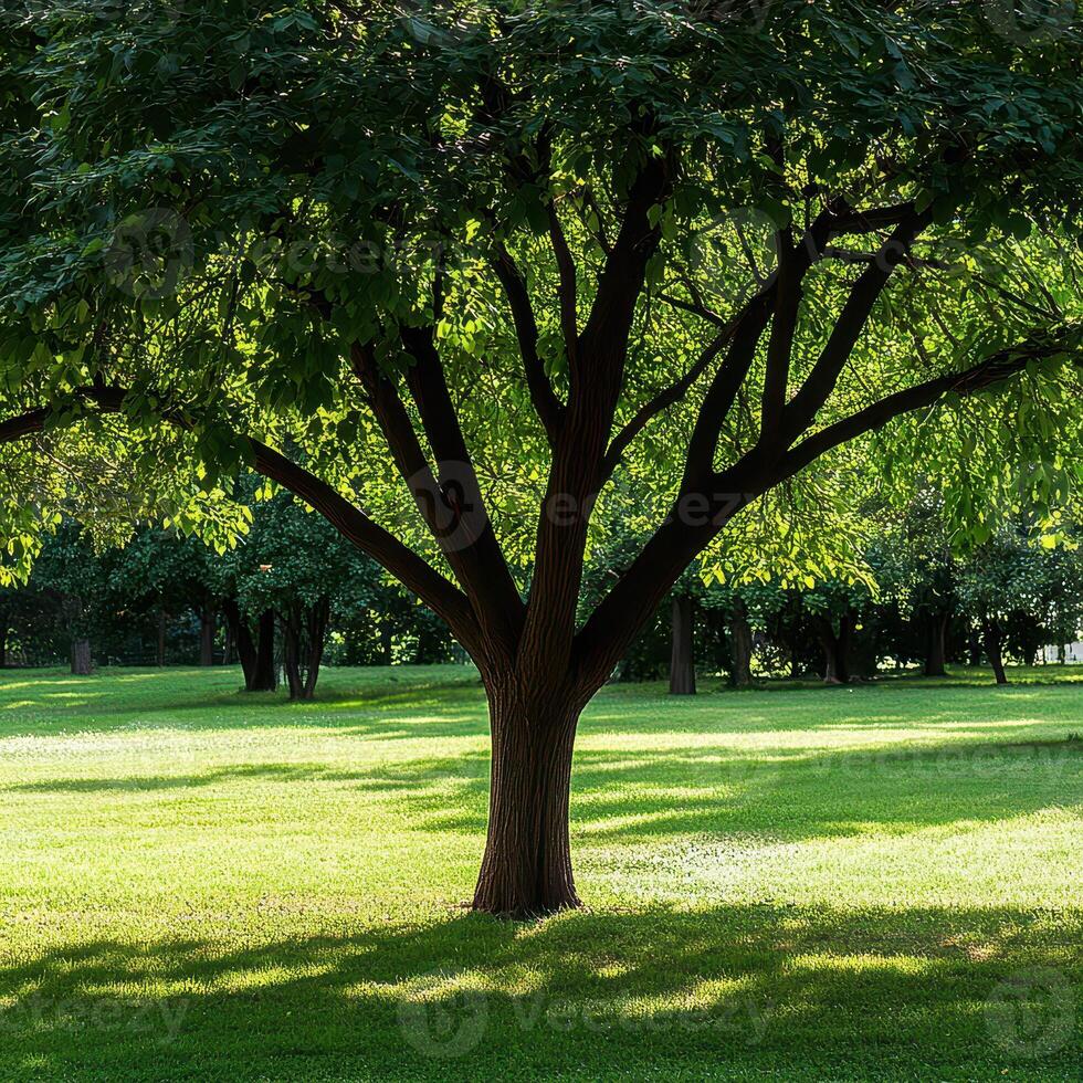 Green tree with broad canopy in a sunny park photo