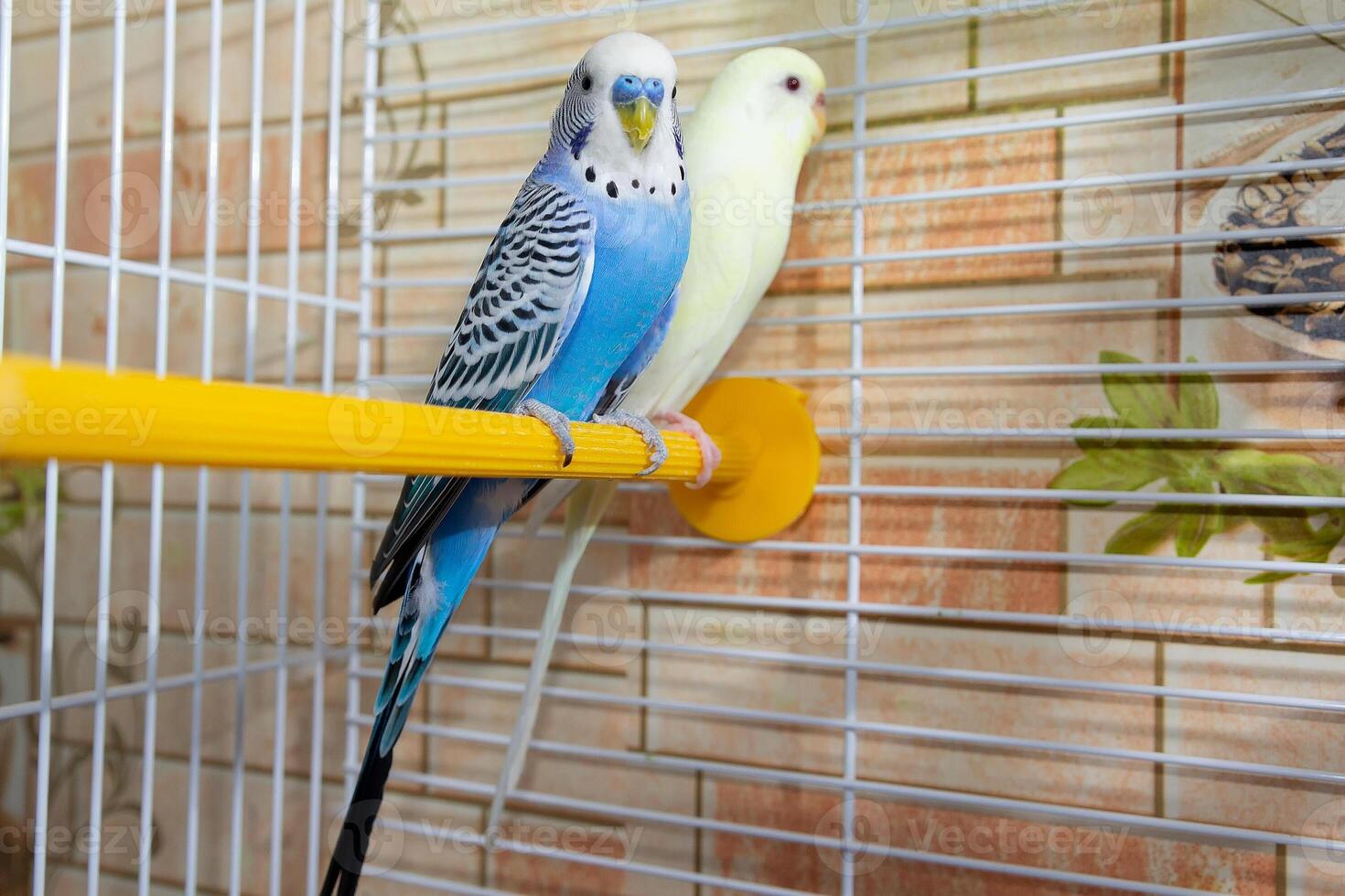 Two budgerigars are sitting in the cage photo